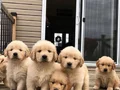 BABY FACE GOLDEN YAVRULAR 