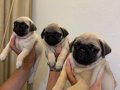 Aşılı ve eğitimli Pug bebekler 