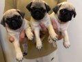 Aşılı ve eğitimli Pug bebekler 