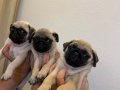 Aşılı ve eğitimli Pug bebekler 