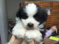 Havanese teriyer 2 aylık erkek