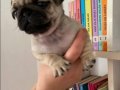 Ekstra mini boy Gül Kuyruk Micra Pug