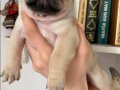 Ekstra mini boy Gül Kuyruk Micra Pug