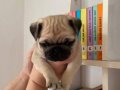 Ekstra mini boy Gül Kuyruk Micra Pug