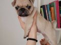 Ekstra mini boy Gül Kuyruk Micra Pug