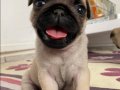 Ekstra mini boy Gül Kuyruk Micra Pug