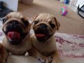 Son kalan prenses egzotik pug