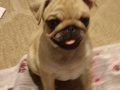 Son kalan prenses egzotik pug