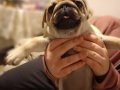 Son kalan prenses egzotik pug