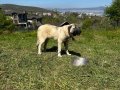 8 aylık dişi 
