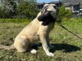 8 aylık dişi 