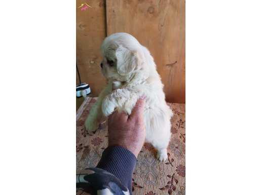 Harika pekines