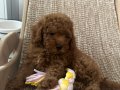 Toy Poodle 2 Aylık Red Brown Dişi Ev Doğumu