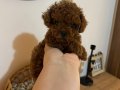 KORE POODLE ERKEK 500GR