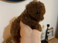 KORE POODLE ERKEK 500GR