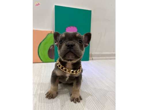 FRENC BULDOG BEBEKLERIM DİŞİ-ERKEK MEVCUT 