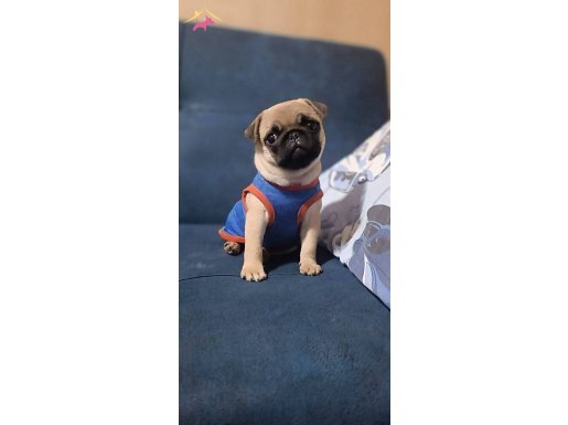 PUG-MOPS YAVRULARIM DİŞİ-ERKEK MEVCUT