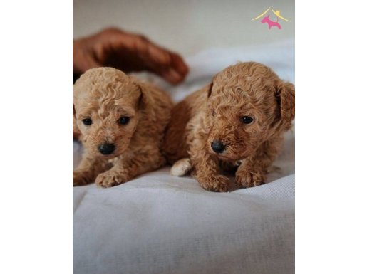 TOY POODLE EVLATLAR DİŞİ-ERKEK MEVCUT 