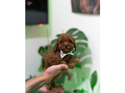 EV ÜRETİMİ TOY POODLE YAVRULARIMIZ