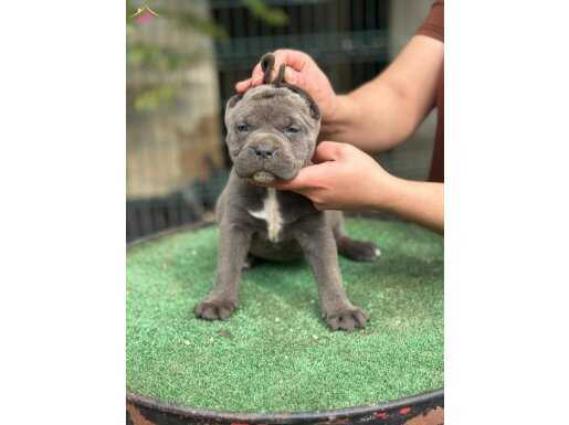 Dev Cane Corso Yavrularımız Rezerve açılmıştı 