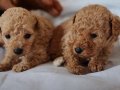 TOY POODLE EVLATLAR DİŞİ-ERKEK MEVCUT 