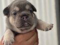 EGZOTİK FRENC BULDOG YAVRULARIMIZ REZERVE AÇILMIŞTIR