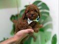 EV ÜRETİMİ TOY POODLE YAVRULARIMIZ