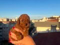 EV ÜRETİMİ KORE TOY POODLE RED BROWN