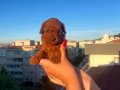 EV ÜRETİMİ KORE TOY POODLE RED BROWN