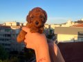 EV ÜRETİMİ KORE TOY POODLE RED BROWN