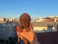 EV ÜRETİMİ KORE TOY POODLE RED BROWN