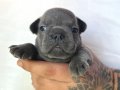 EGZOTİC FRENC BULDOG BLUE YAVRULARIMIZ