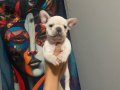 EGZOTİC FRENC BULDOG BLUE YAVRULARIMIZ