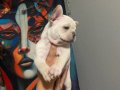 EGZOTİC FRENC BULDOG BLUE YAVRULARIMIZ