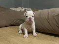 EGZOTİC FRENC BULDOG BLUE YAVRULARIMIZ