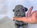 EGZOTİC FRENC BULDOG BLUE YAVRULARIMIZ