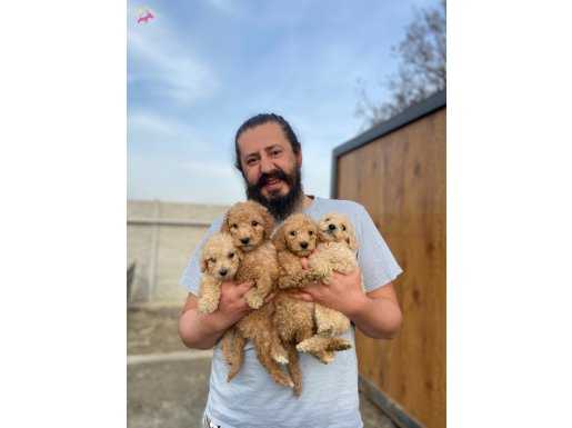 Cıvıl cıvıl Giant Poodle yavrularımız