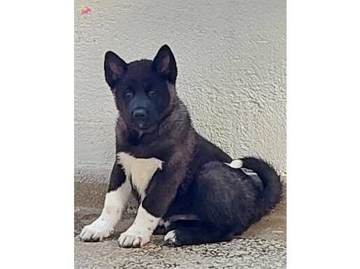 Süper otesi tek yavrum kaldı 