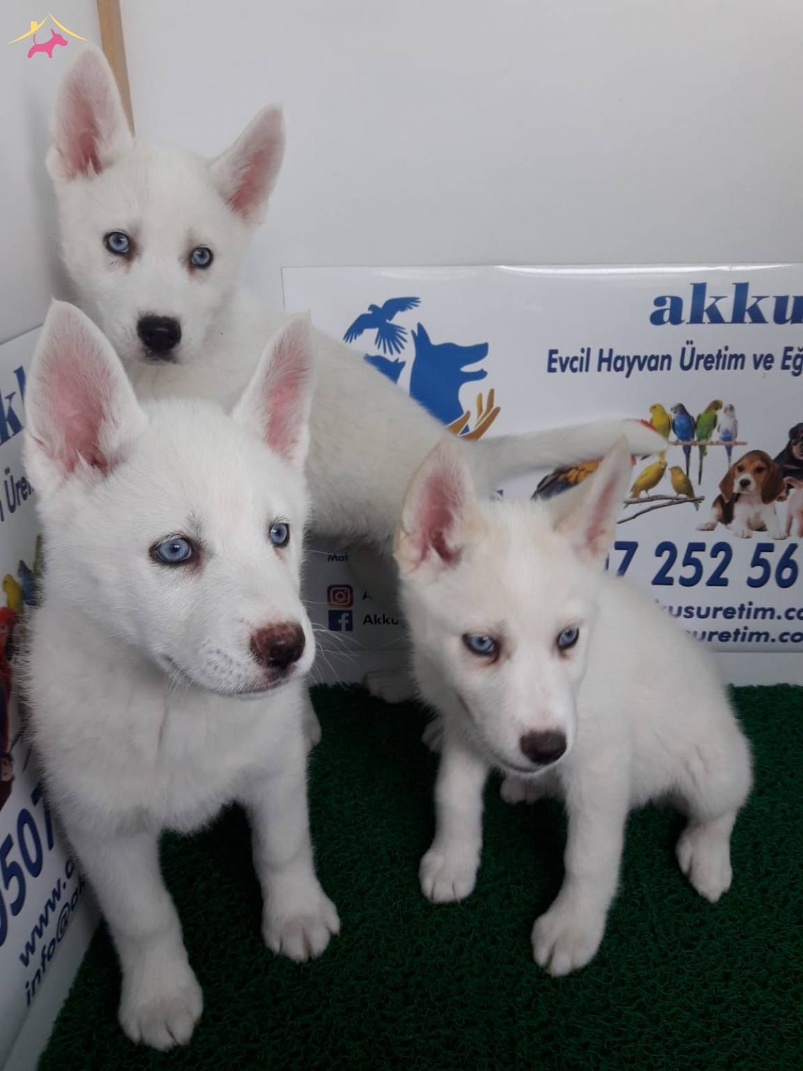 AKKUŞ ÜRETİM ÇİFTLİĞİNDEN HUSKY YAVRULARI KÖPEK DÜNYASI