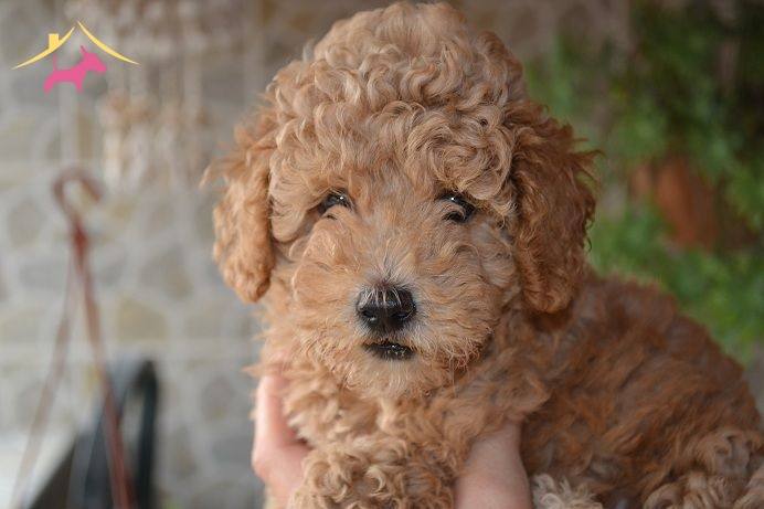 TOY POODLE YAVRULARIMIZ AKKUŞ ÜRETİM ÇİFTLİĞİNDEN KÖPEK