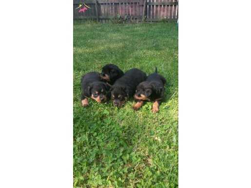 ROTTWEİLER YAVRULARI AKKUŞ ÜRETİM ÇİFTLİĞİNDEN
