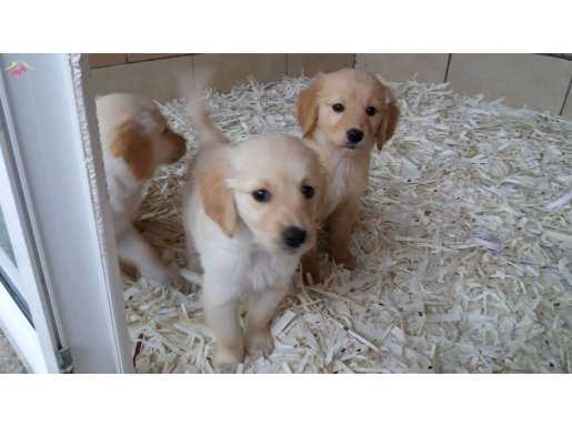 GOLDEN YAVRULARI AKKUŞ ÜRETİM ÇİFTLİĞİNDEN
