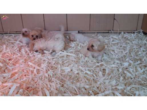 HAVANESE TERRİER YAVRULARI AKKUŞ ÜRETİM ÇİFTLİĞİNDEN