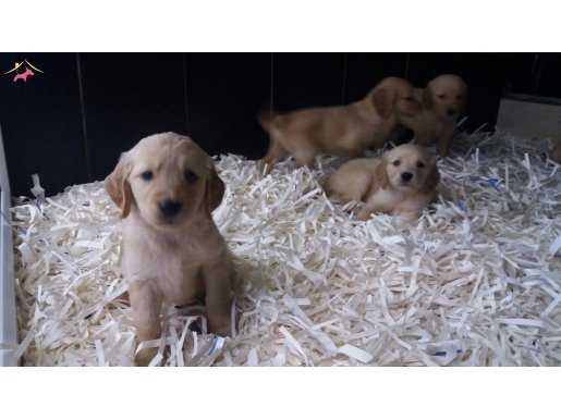 AKKUŞ ÜRETİM ÇİFTLİĞİNDEN GOLDEN YAVRULARI