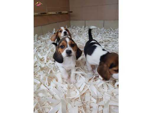 BEAGLE YAVRULARI AKKUŞ ÜRETİM ÇİFTLİĞİNDEN 
