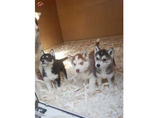 AKKUŞ ÜRETİM ÇİFTLİĞİNDEN HUSKY YAVRULARI