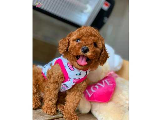 AKKUŞ ÜRETİM ÇİFTLİĞİNDEN POODLE TOY YAVRULARI