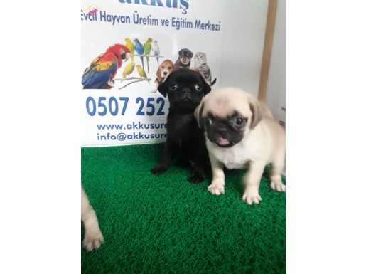PUG (MOPS) YAVRULARIMIZ AKKUŞ ÜRETİM ÇİFTLİĞİNDEN
