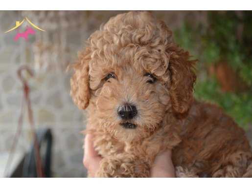 TOY POODLE YAVRULARIMIZ AKKUŞ ÜRETİM ÇİFTLİĞİNDEN