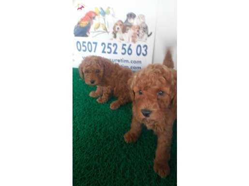 TOY POODLE YAVRULARIMIZ AKKUŞ ÜRETİM ÇİFTLİĞİNDEN